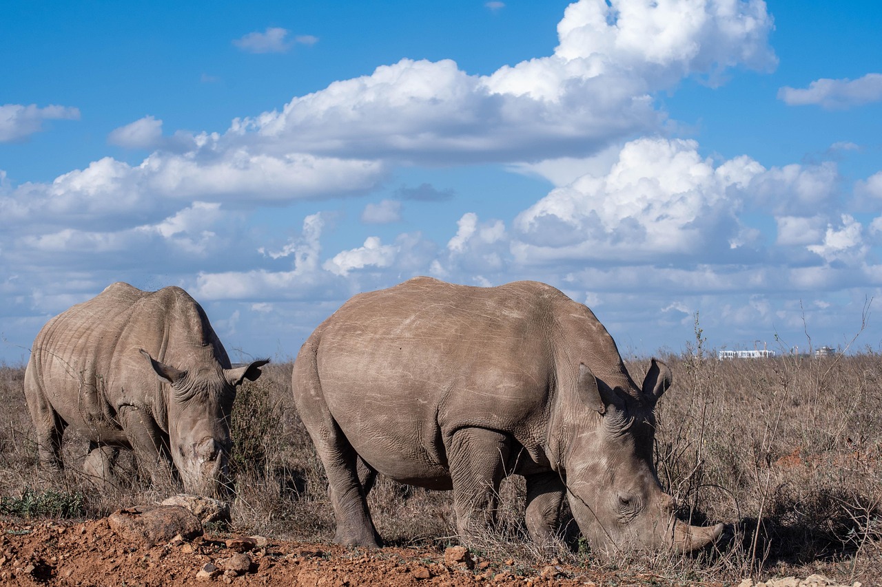 7-Days Masai Mara / Lake Nakuru / Amboseli Camping