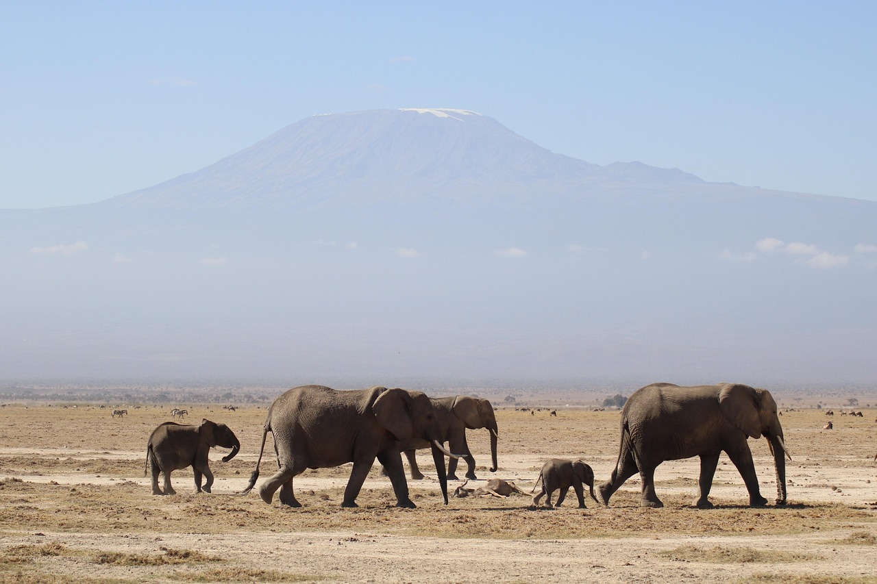 5-Days Masai Mara / Nakuru / Amboseli Camping