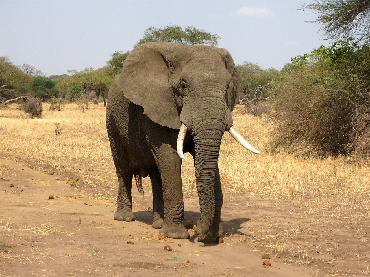 Tsavo Wilderness Safari - 3 Days in Kenya