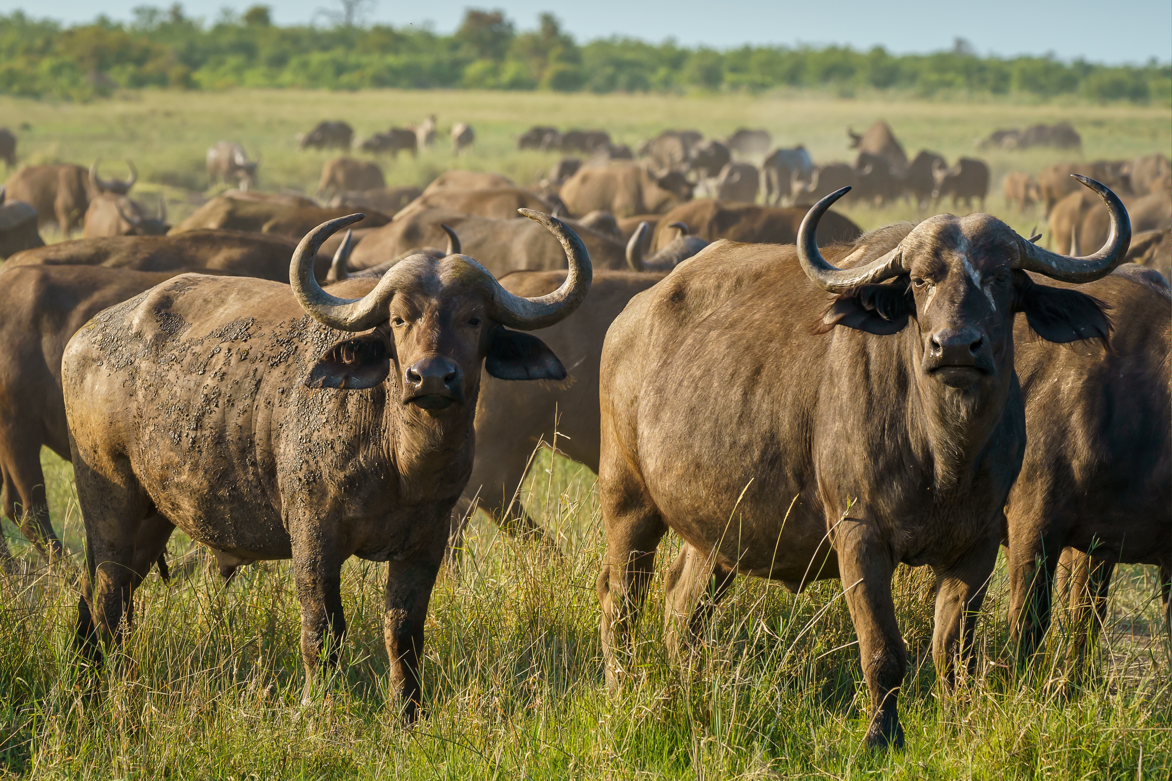 Maasai Mara - Most Popular in Kenya