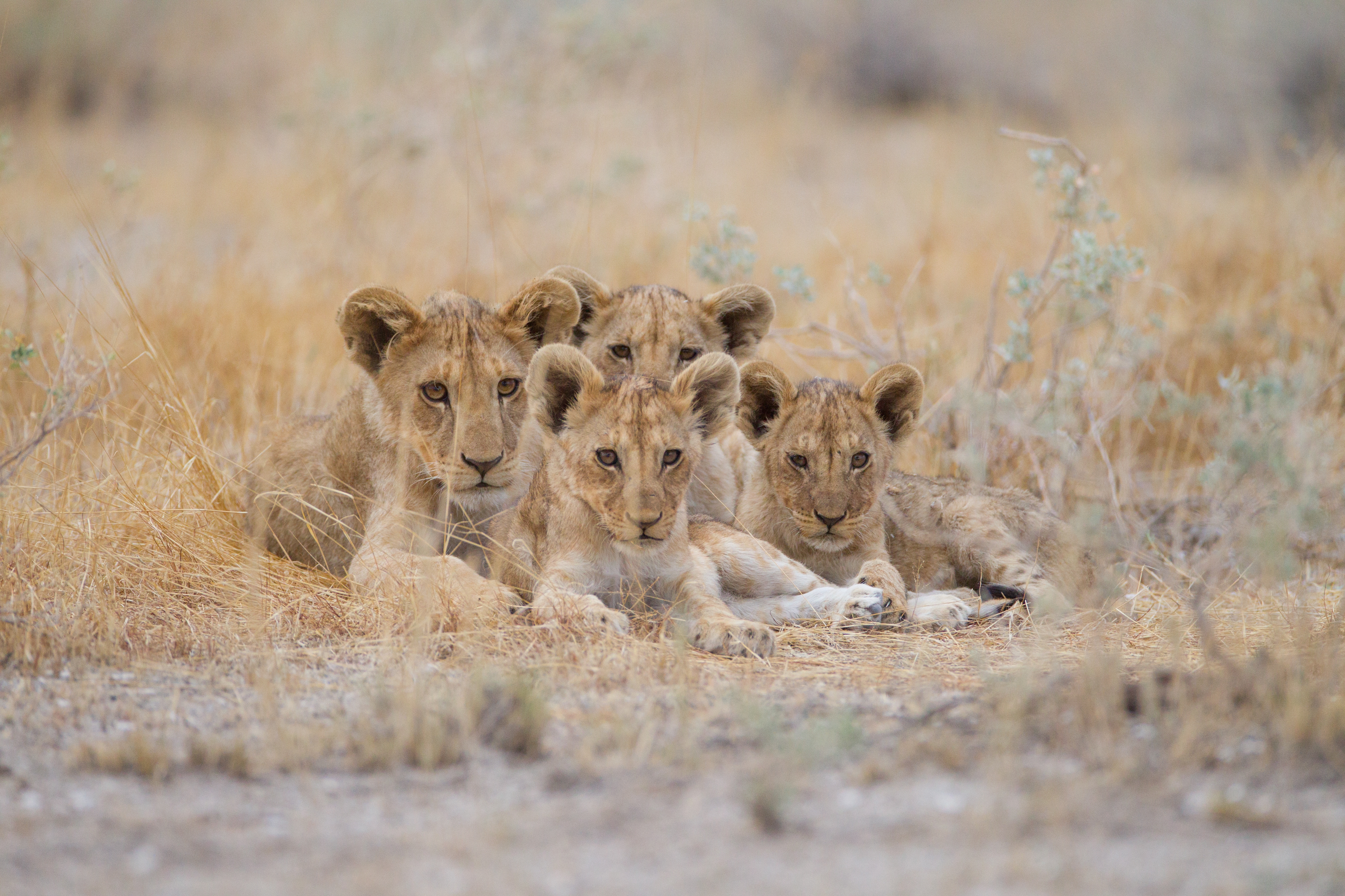 African savannah at sunset with lions and wildlife - Paws and Treks safari experience