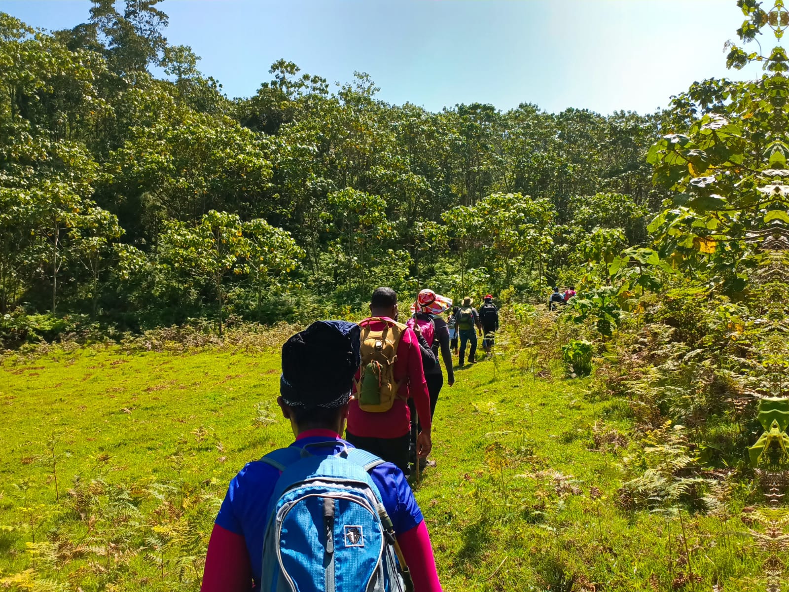 Aberdares forest landscape