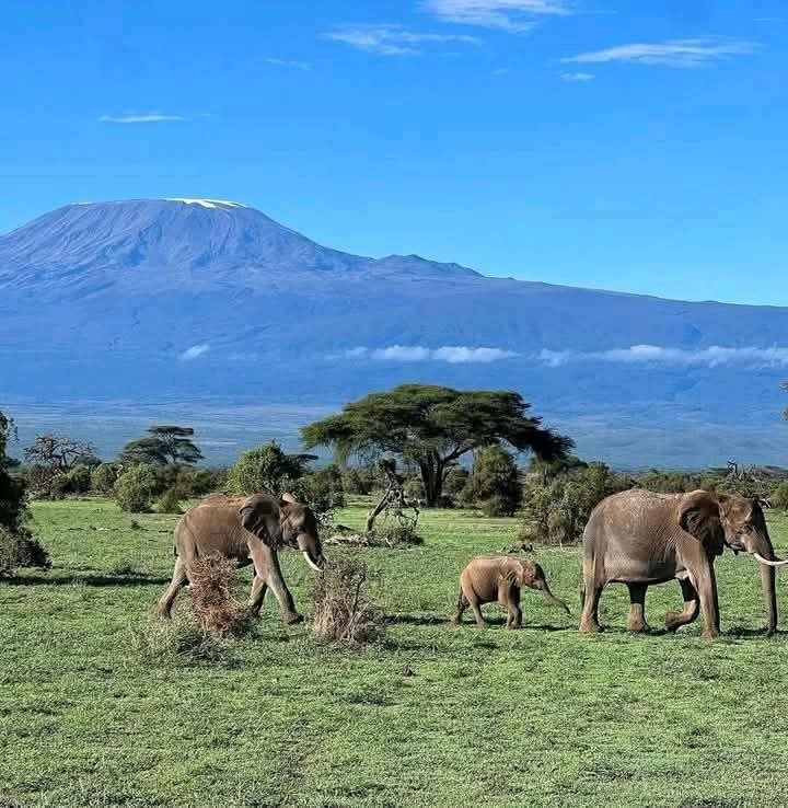 Amboseli elephants with Kilimanjaro
