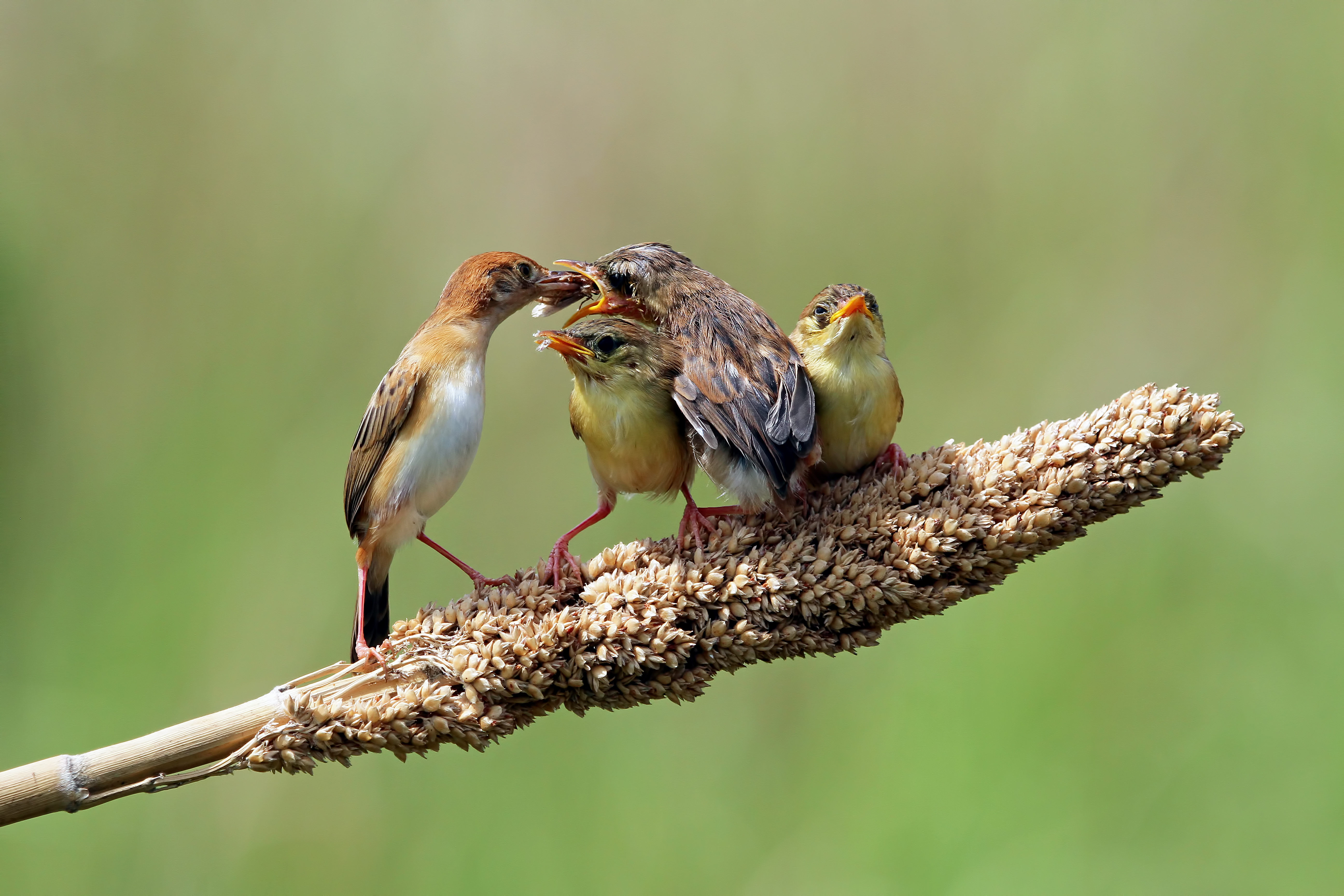 Bird Watching Safari – Customisable to Preference