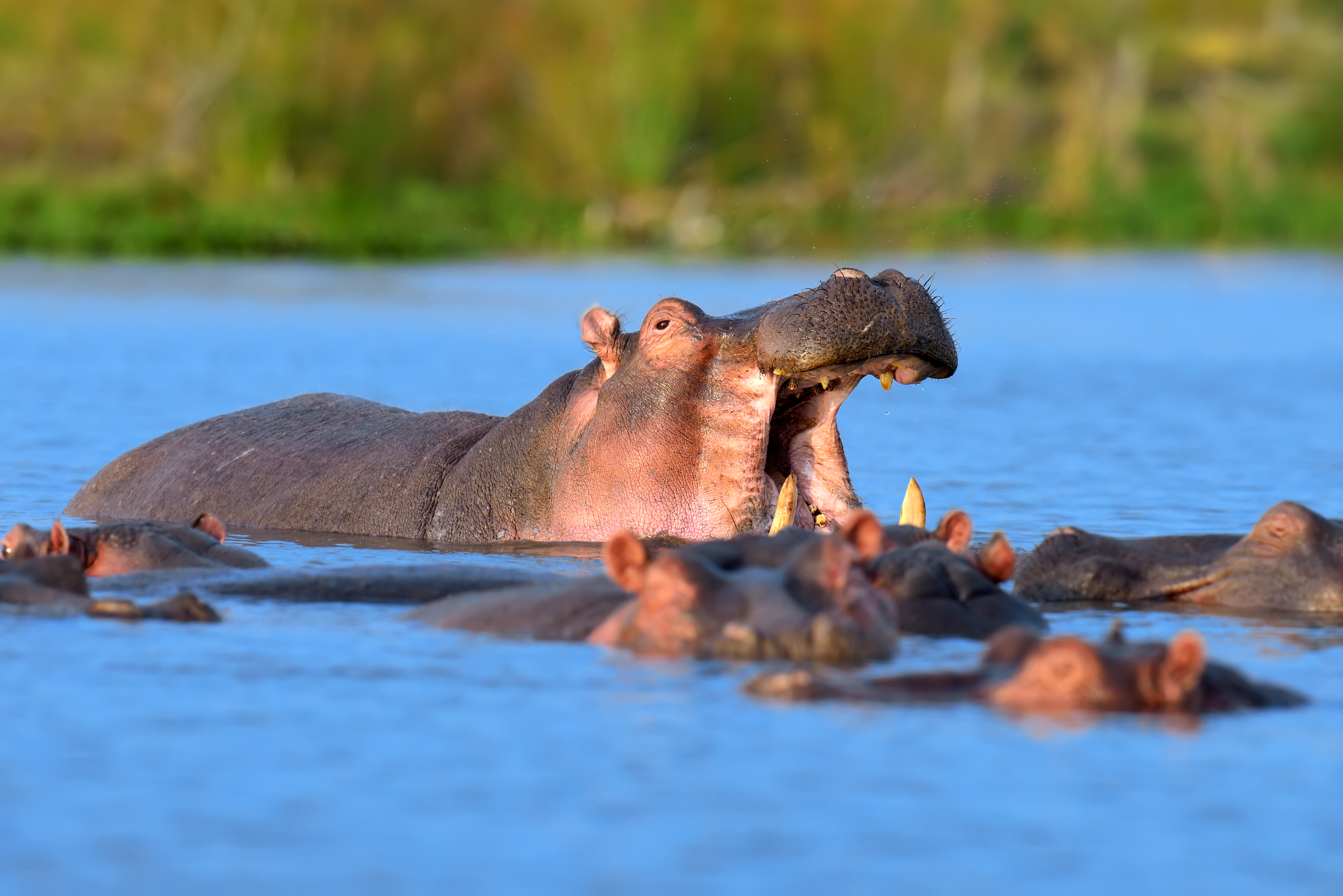 4-Days Masai Mara & Nakuru 4×4 Private Camping Safari