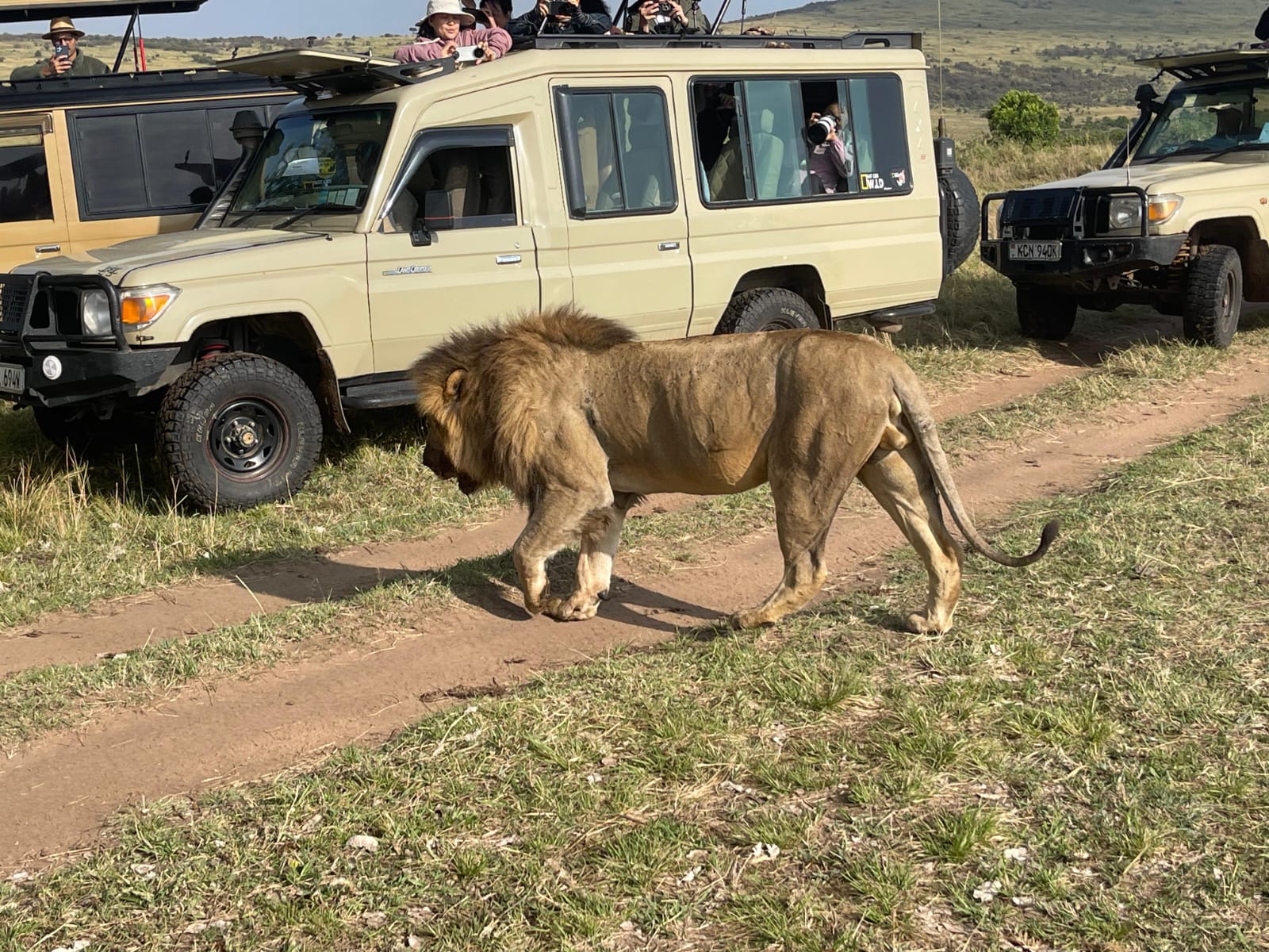 Masai Mara wildlife safari