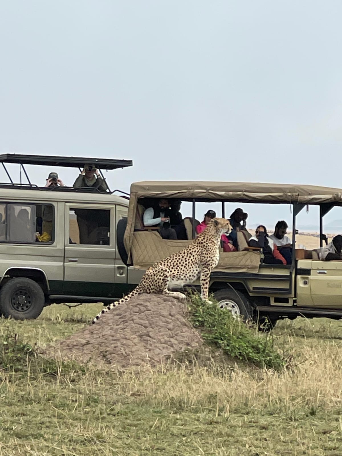 Mara sunset safari drive