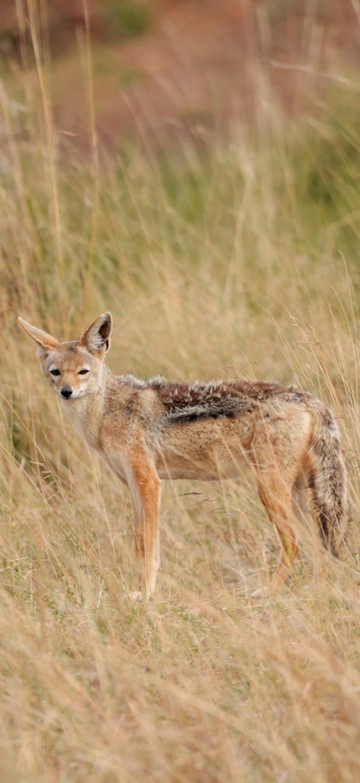 Nairobi National Park – wildlife with city skyline