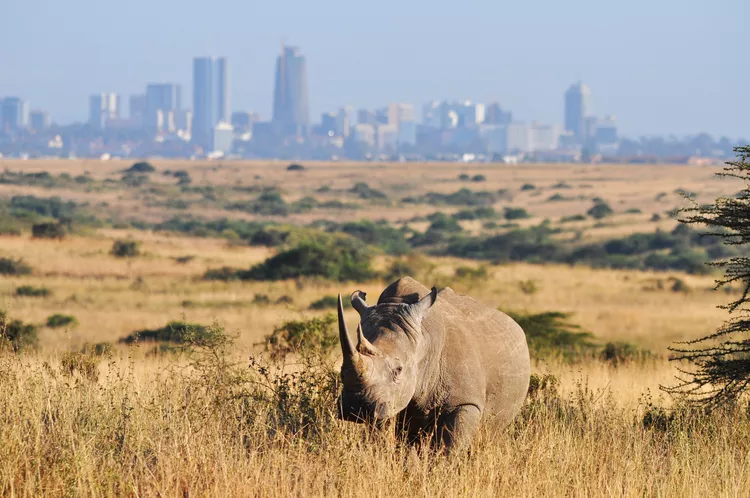 Nairobi National Park – wildlife with city skyline