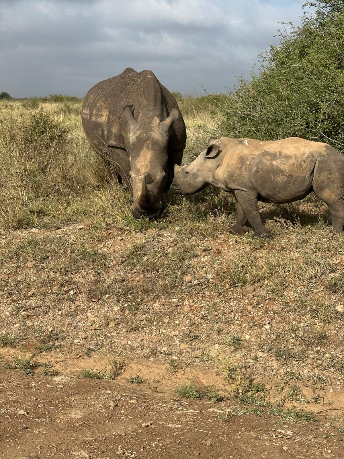 5-Days Nakuru / Naivasha / Masai Mara Private 4×4 Safari